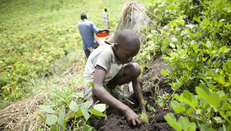 © Simon Rawles   WWF WWF has helped 574  farmers in the region  plant 700,000 trees in  its 5  year programme  to replenish the bare  hills in Kasese, Rwenzori  Mountains, Uganda